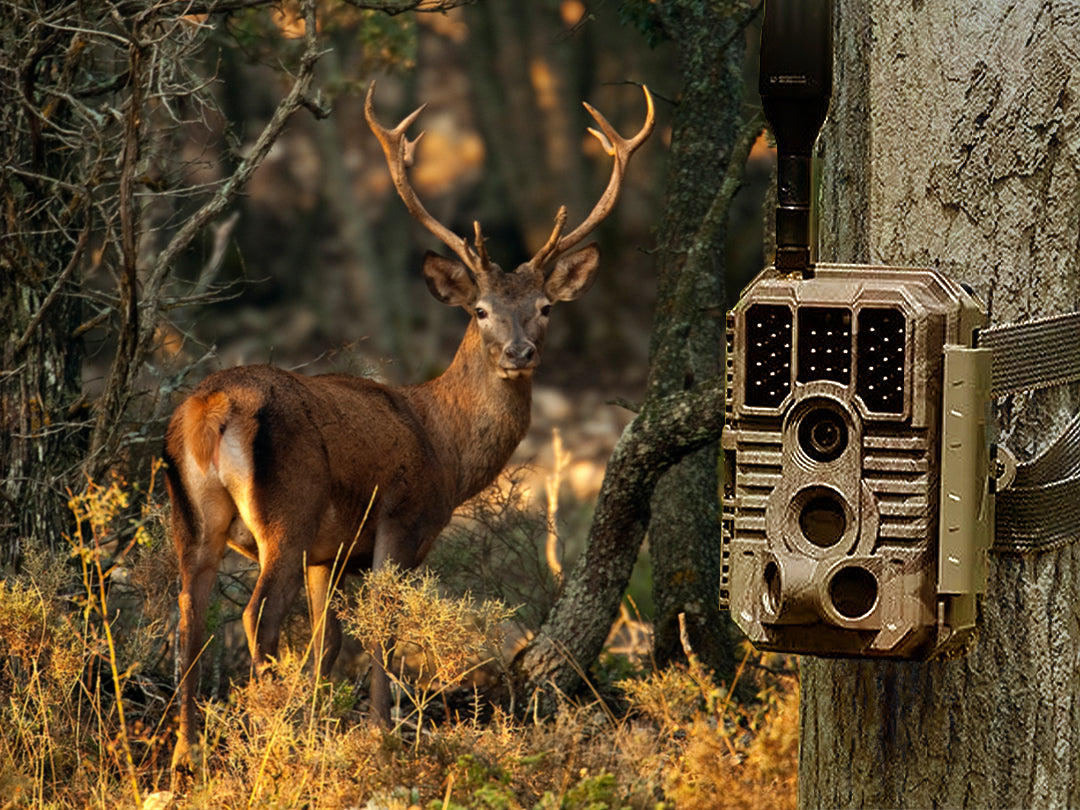 Essential Trail Camera Tips for Winter